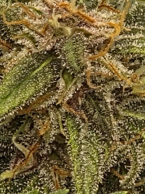 Blackberry auto × Hindu kush cros. Week 15
