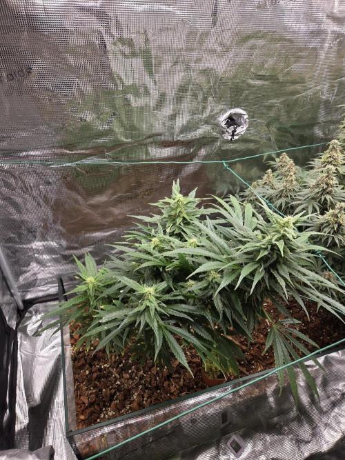 King's Juice fem. Week 12