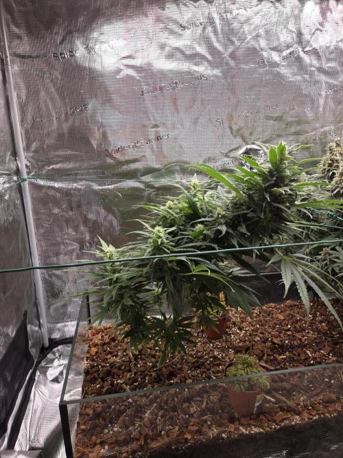 King's Juice fem. Week 12