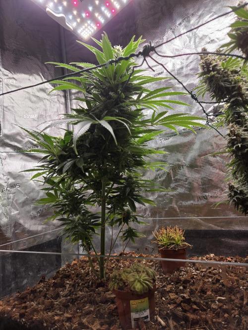 King's Juice fem. Week 12