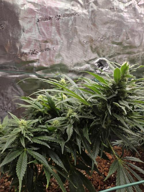 King's Juice fem. Week 12