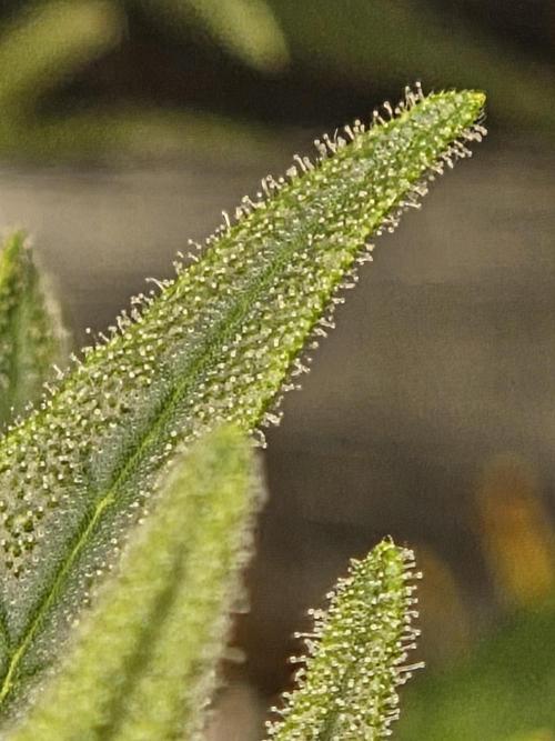 King's Juice fem. Week 13