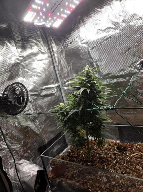 King's Juice fem. Week 13
