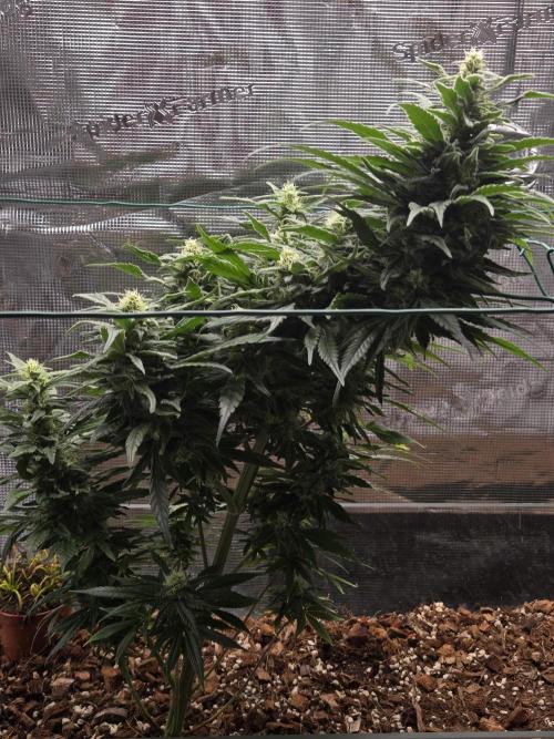 King's Juice fem. Week 13