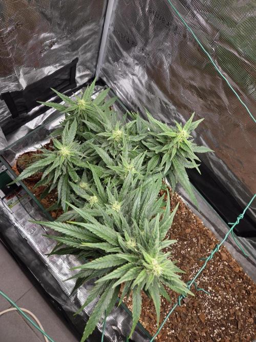 King's Juice fem. Week 13