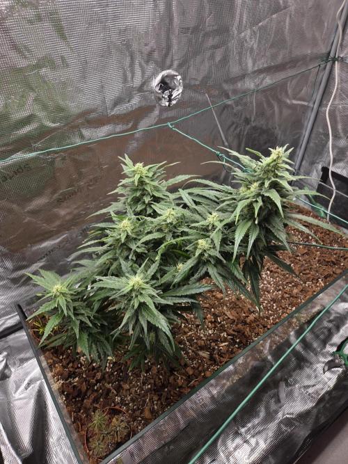 King's Juice fem. Week 13