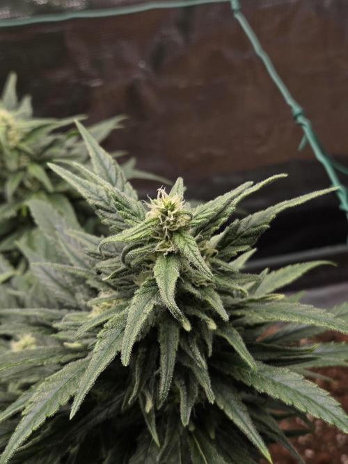 King's Juice fem. Week 13