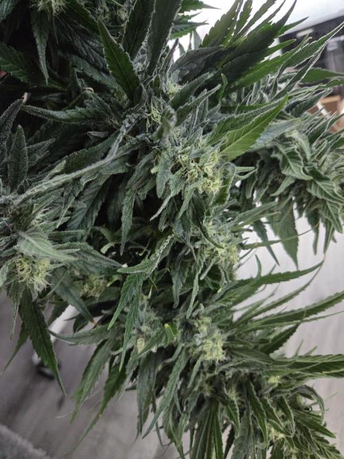 King's Juice fem. Week 14