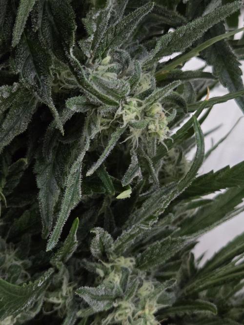 King's Juice fem. Week 14