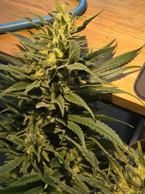King's Juice fem. Week 14