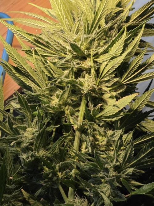 King's Juice fem. Week 14