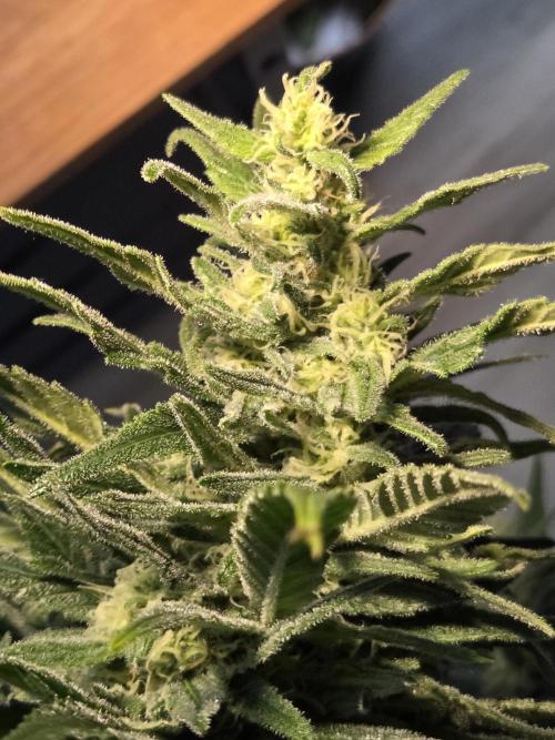 King's Juice fem. Week 14