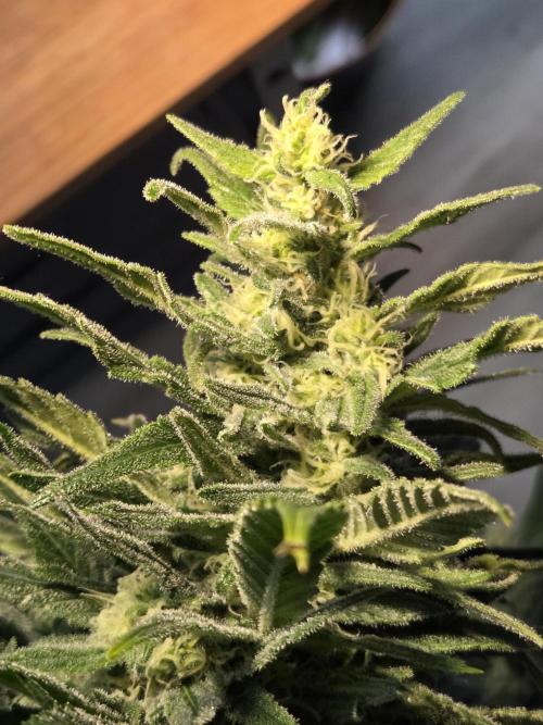 King's Juice fem. Week 14