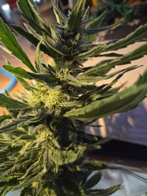 King's Juice fem. Week 14