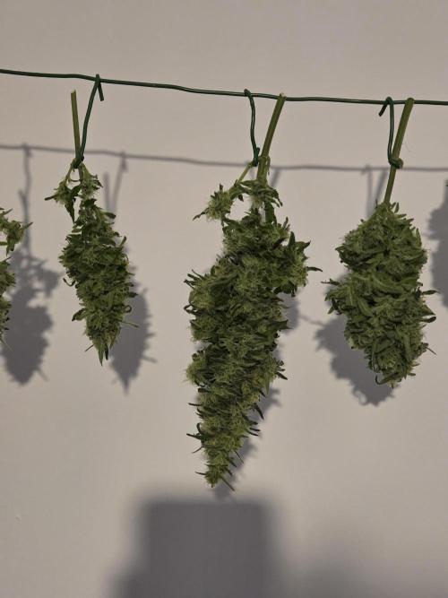 King's Juice fem. Week 14