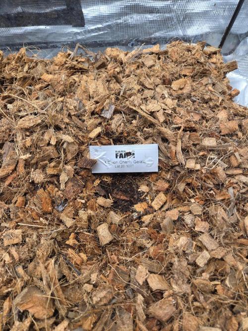 Grow Tent 4.5x2x6.5 (70cm x 140cm x200cm). Week 0