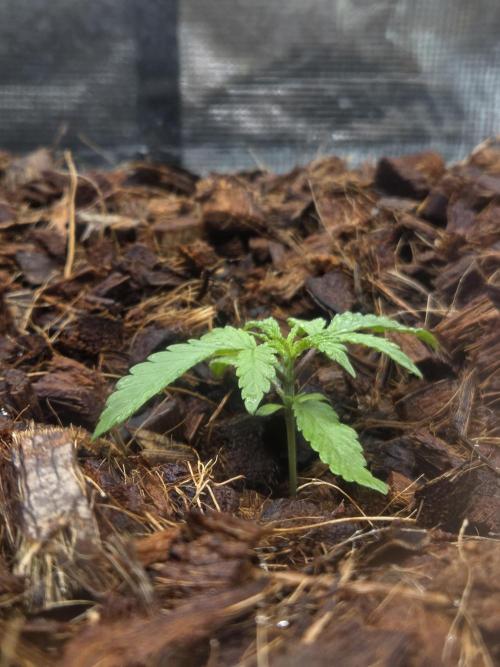 lemon cherry gelato. Week 2