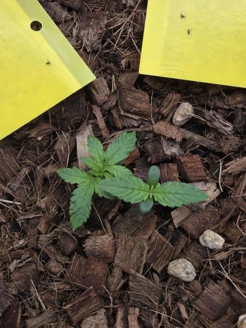 lemon cherry cookies auto. Week 3