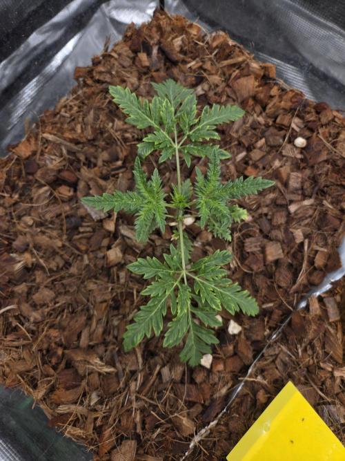 Skunktrail fem. Week 4