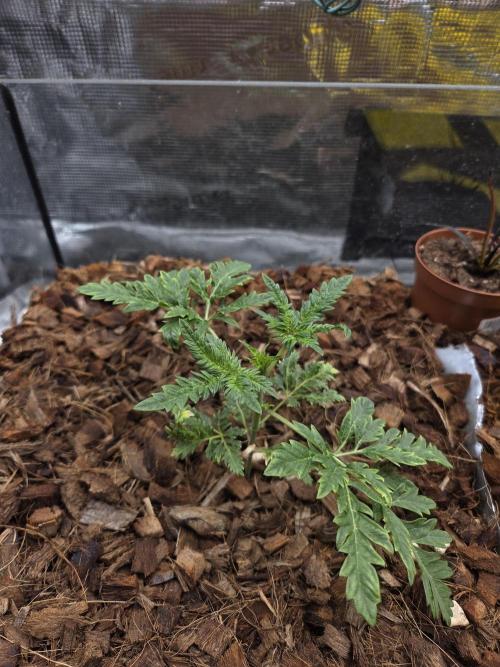 Skunktrail fem. Week 4