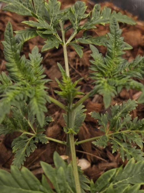 Skunktrail fem. Week 4