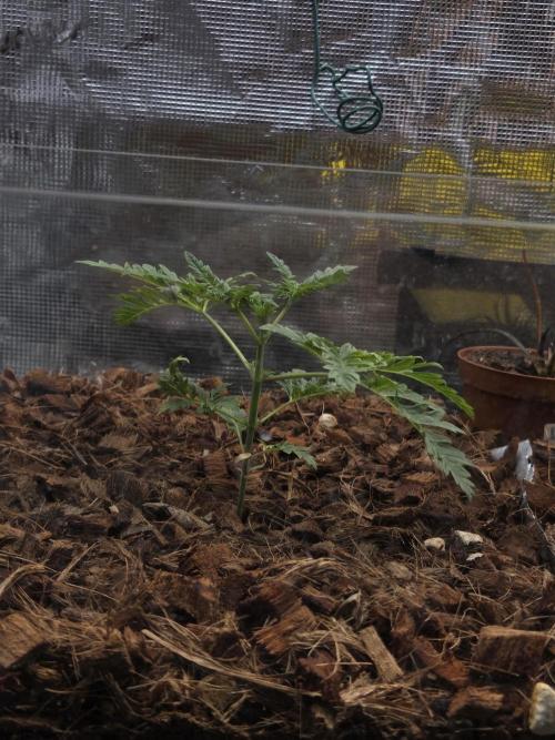 Skunktrail fem. Week 4