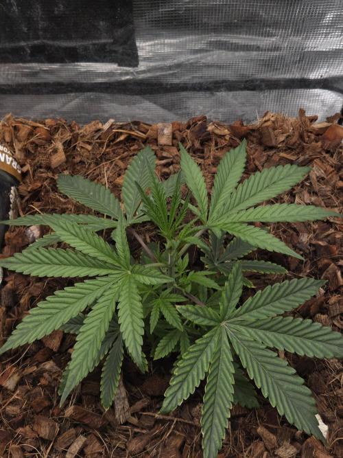 lemon cherry gelato. Week 4