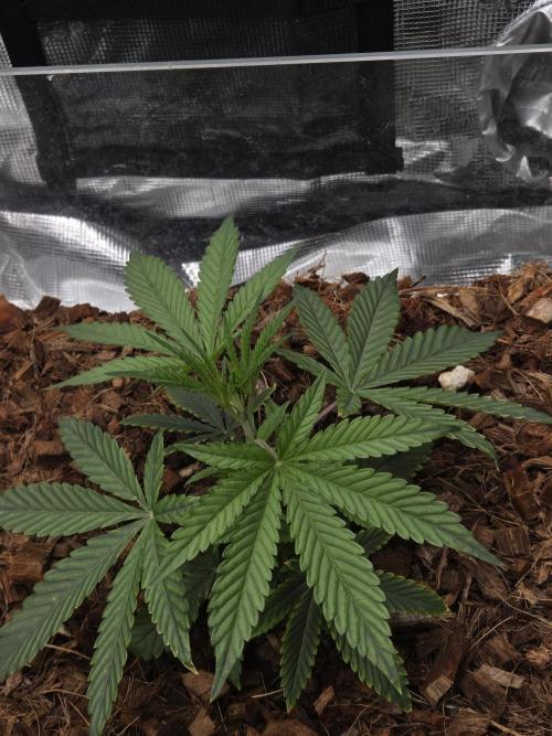 lemon cherry gelato. Week 4