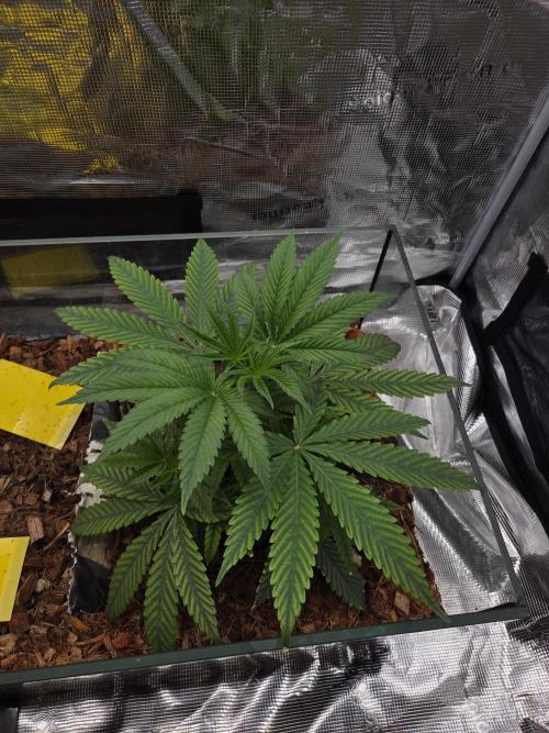 lemon cherry gelato. Week 5