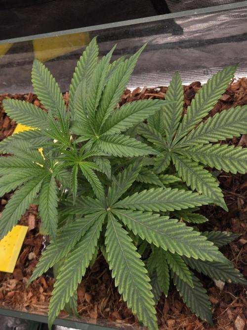 lemon cherry gelato. Week 5