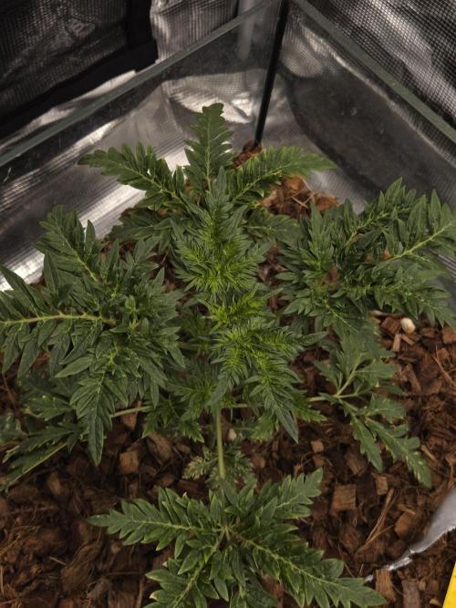 Skunktrail fem. Week 5