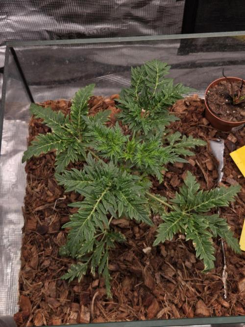 Skunktrail fem. Week 5