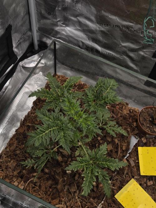 Skunktrail fem. Week 5