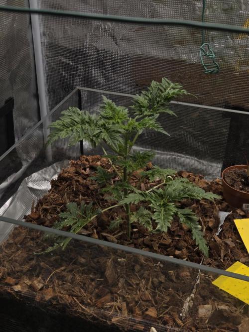 Skunktrail fem. Week 5