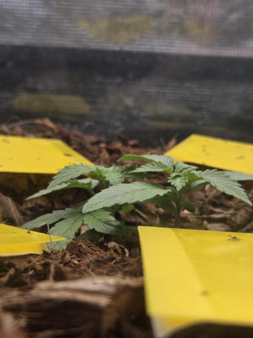lemon cherry cookies auto. Week 4