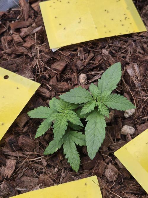 lemon cherry cookies auto. Week 4