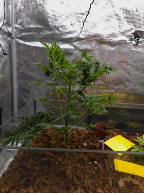 Skunktrail fem. Week 6