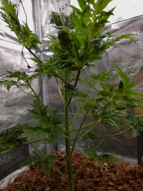 Skunktrail fem. Week 6