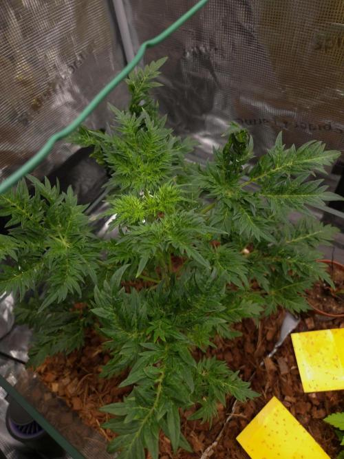 Skunktrail fem. Week 6