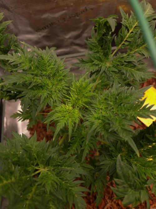 Grow Tent 4.5x2x6.5. Week 6