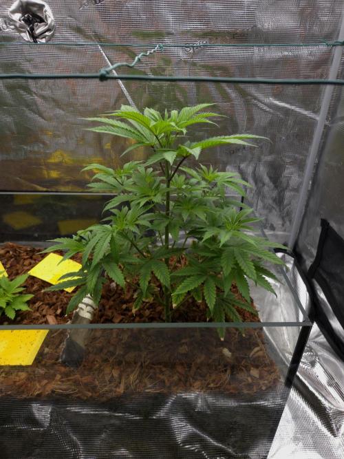 lemon cherry gelato. Week 6