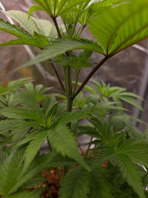 lemon cherry gelato. Week 6