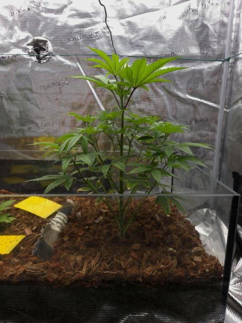 lemon cherry gelato. Week 6