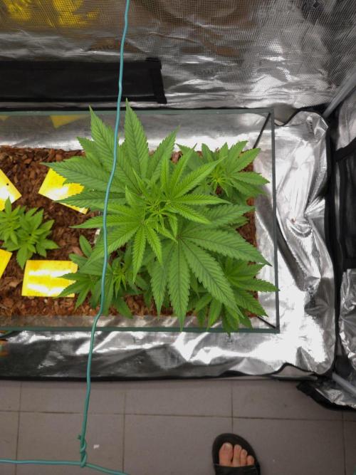 Grow Tent 4.5x2x6.5. Week 6