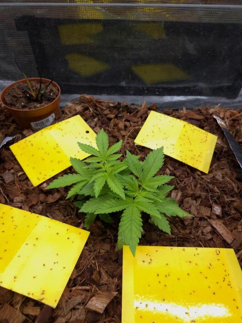 lemon cherry cookies auto. Week 5