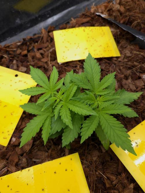lemon cherry cookies auto. Week 5