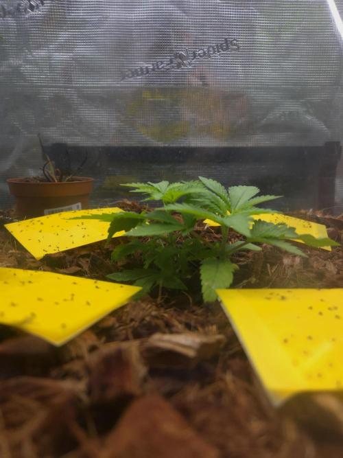 Lemon Cherry Cookies Auto. Week 5