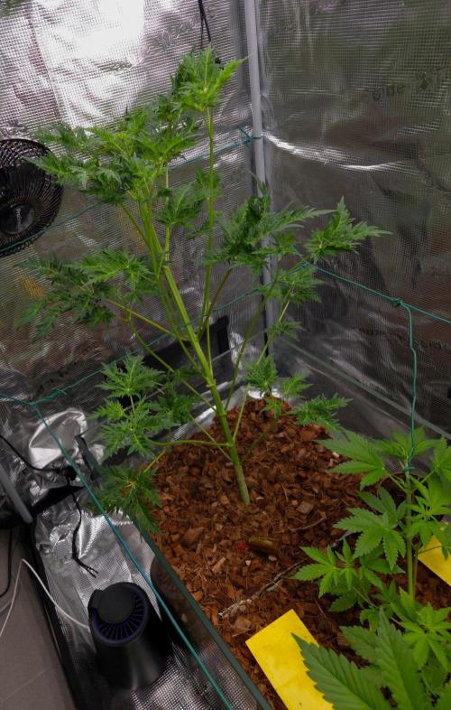 Skunktrail fem. Week 7