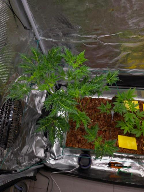 Skunktrail fem. Week 7