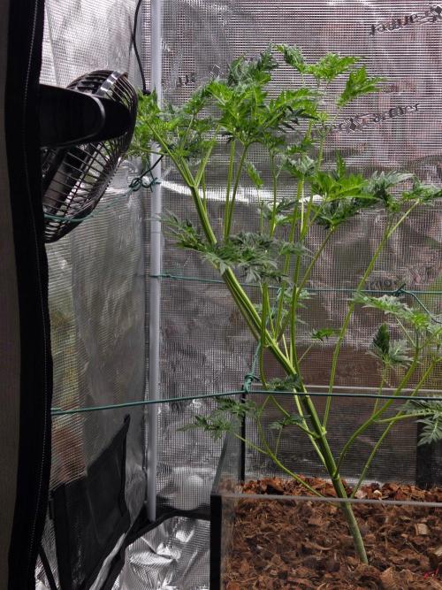 Skunktrail fem. Week 7